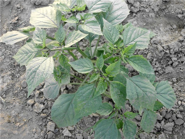 purple tomatillo